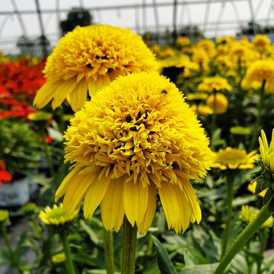 Echinacea Cara Mia™ Yellow