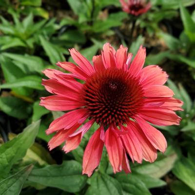 Echinacea Eye-Catcher™ 'Coral Craze'