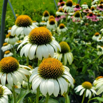 Echinacea Happy Star