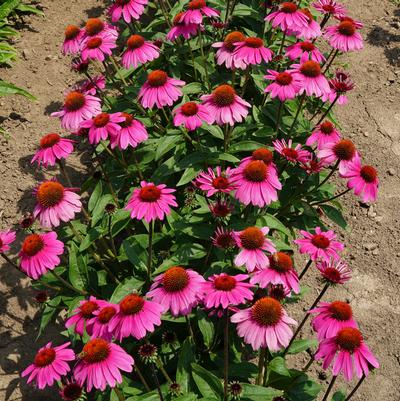 Echinacea Sombrero® Rosada