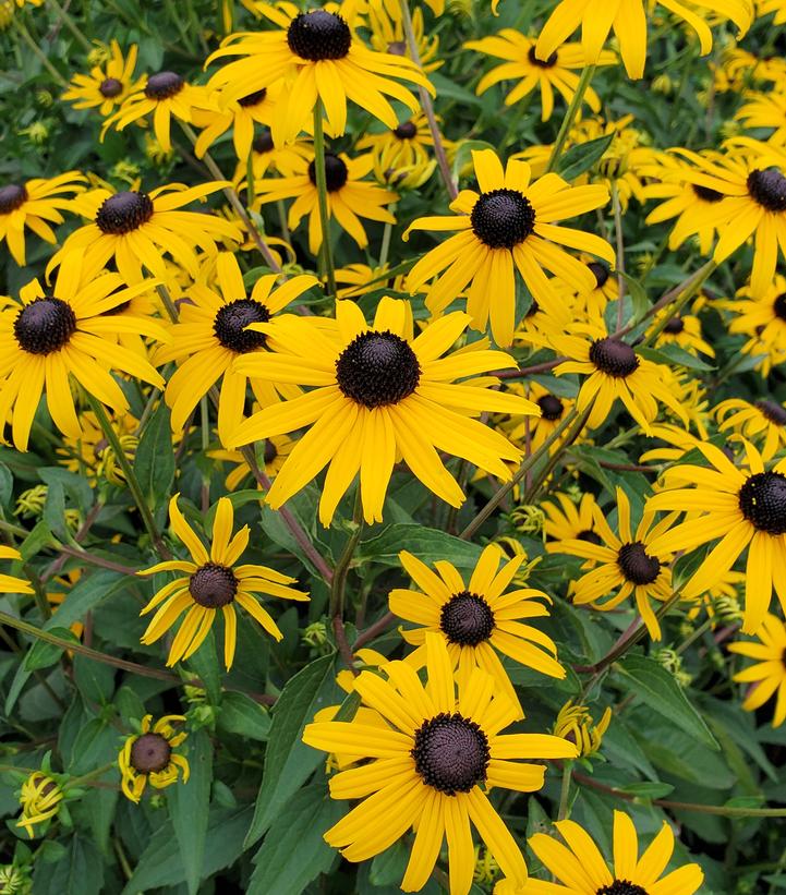 Rudbeckia fulgida 'Goldblitz'