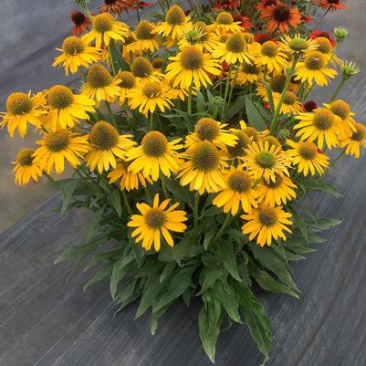 Echinacea Kismet® Yellow