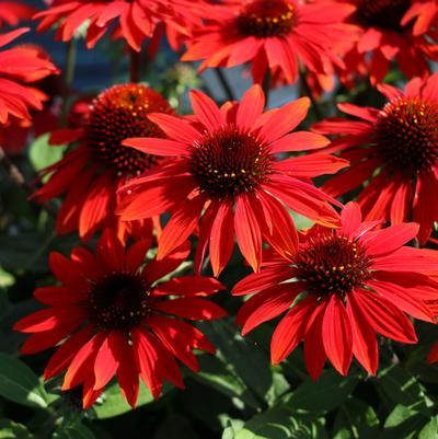 Echinacea Sombrero® Sangrita