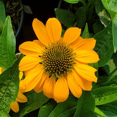 Echinacea Artisan™ Yellow Ombre