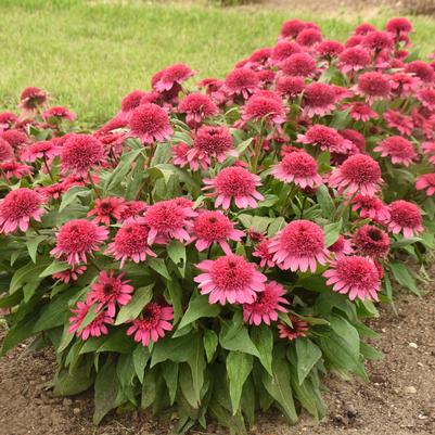 Echinacea hybrid Double Coded™ 'Raspberry Beret'