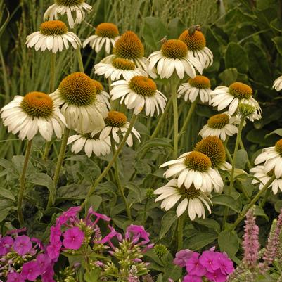 Echinacea White Swan