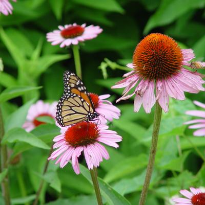 Echinacea Magnus