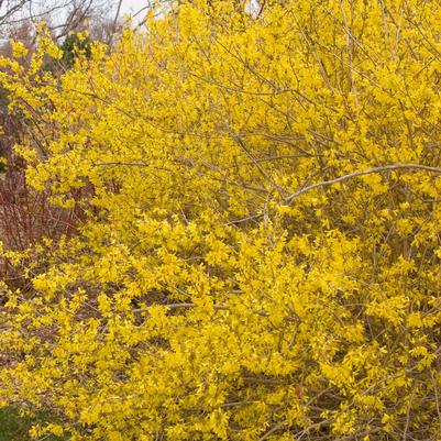 Forsythia x 'Meadowlark'