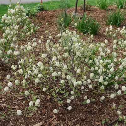 Fothergilla x intermedia Legend Of The Small®