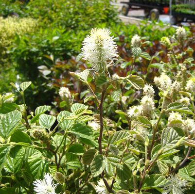 Fothergilla major 