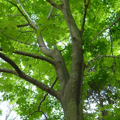 Fagus grandifolia 