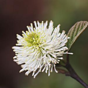 Fothergilla gardenii 'Blue Mist'