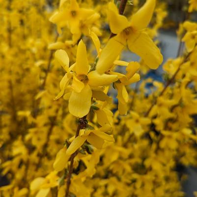 Forsythia X intermedia 'Lynwood Gold'