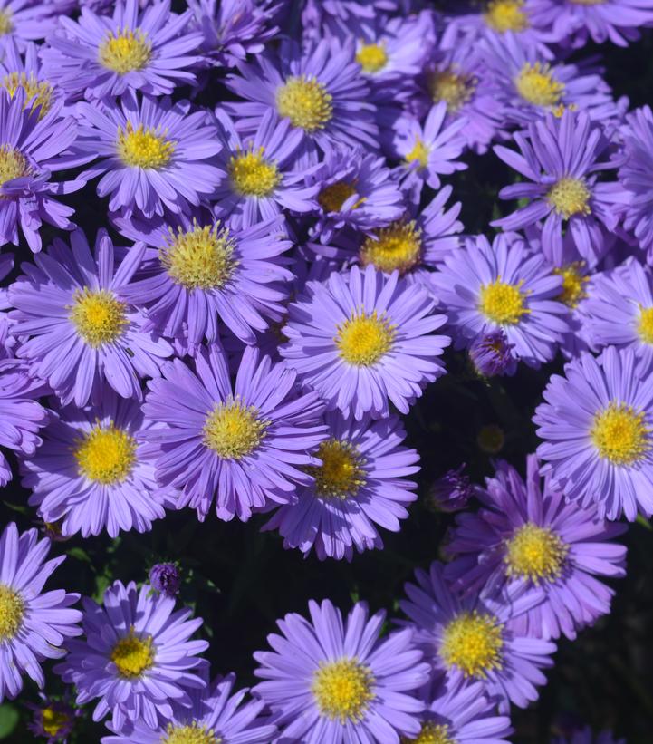 Aster Kickin® Sapphire