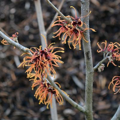 Hamamelis x intermedia Copper Beauty