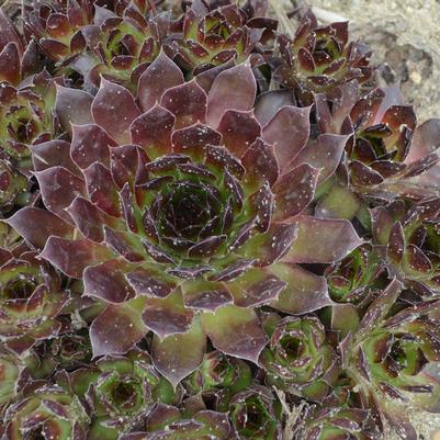 Sempervivum 'Black'