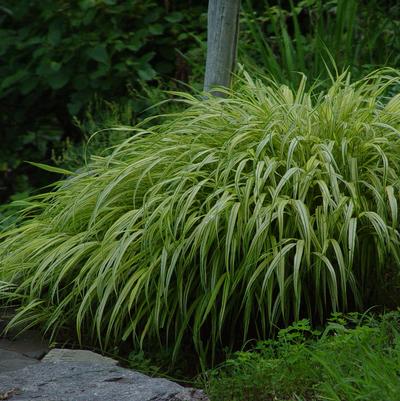 Hakonechloa macra 'Aureola'