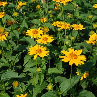 Heliopsis Tuscan Sun