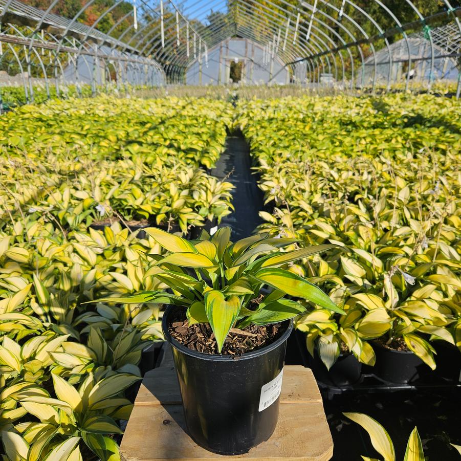 Hosta tardiana June