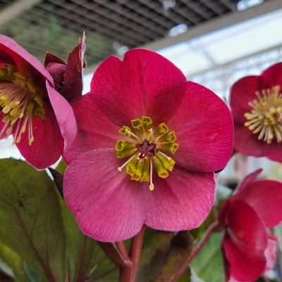 Helleborus Frostkiss® Anna's Red