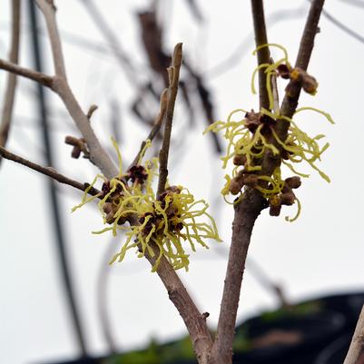 Hamamelis vernalis 