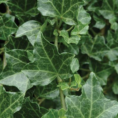 Hedera helix Baltica