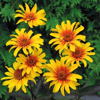 Heliopsis helianthoides var. scabra 'Burning Hearts'