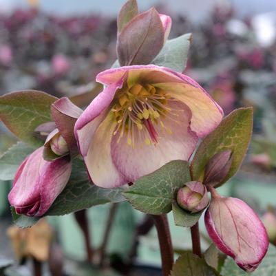 Helleborus Frostkiss® 'Glenda's Gloss'