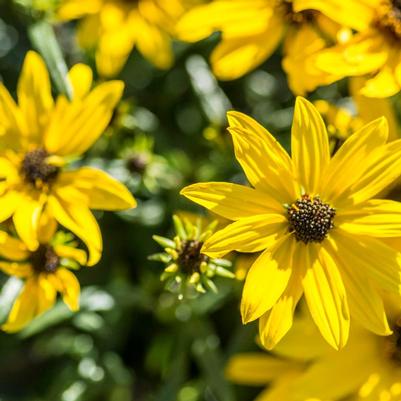 Helianthus salicifolius 'Autumn Gold'