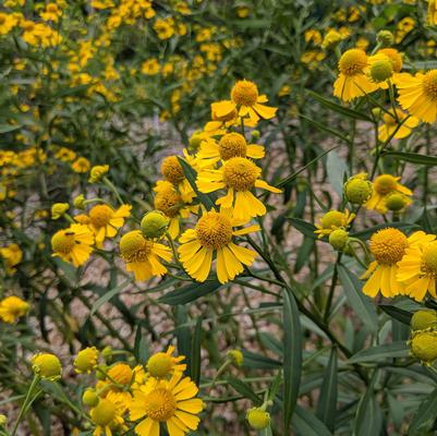 Helenium autumnale 