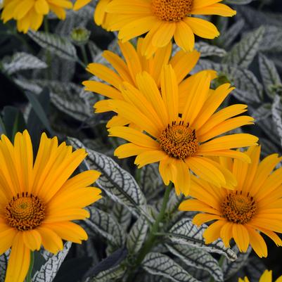 Heliopsis h. Sunstruck