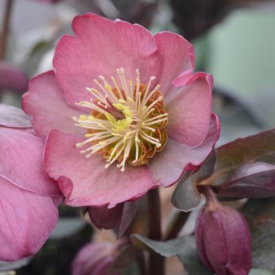 Helleborus Frostkiss® 'Pippa's Purple'