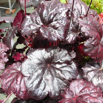 Heuchera Black Sea