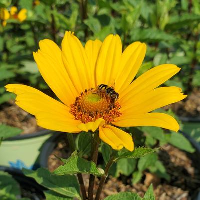 Heliopsis helianthoides 'Punto Rosso'