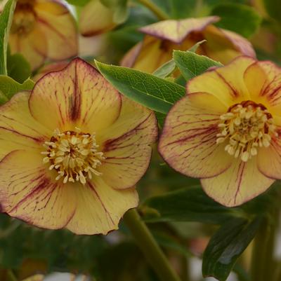 Helleborus Honeymoon® 'Tropical Sunset'