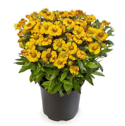 Helenium HAYDAY™ Gold Bicolor