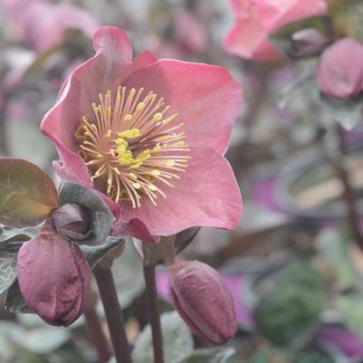 Helleborus Frostkiss® Pennys Pink