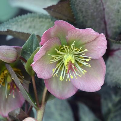 Helleborus Frostkiss® Dorothy's Dawn™