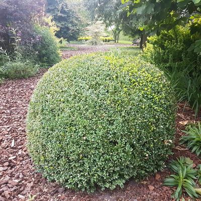 Ilex crenata 'Lucky Marble'