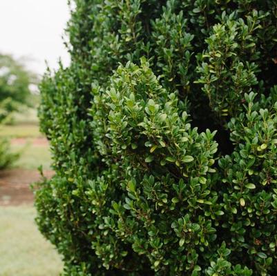 Ilex crenata Chubby Hubby™