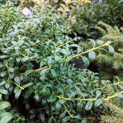 Ilex crenata Soft Touch