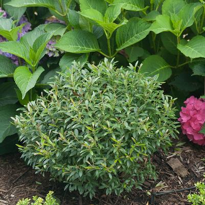 Ilex glabra Gem Box®