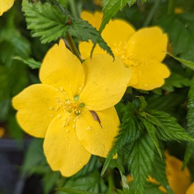 Kerria japonica Golden Guinea