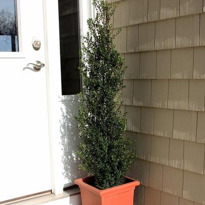 Ilex crenata Patti O Box®