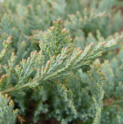 Juniperus horizontalis 'Blue Chip'