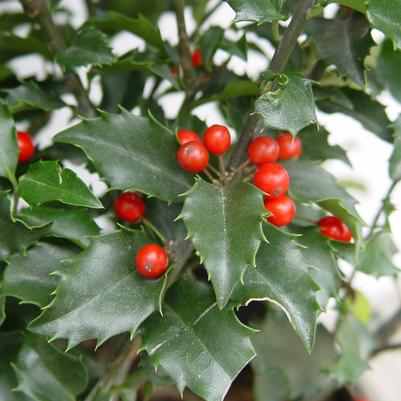 Ilex x 'Centennial Dragon'