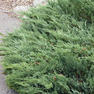 Juniperus horizontalis 'Hughes'