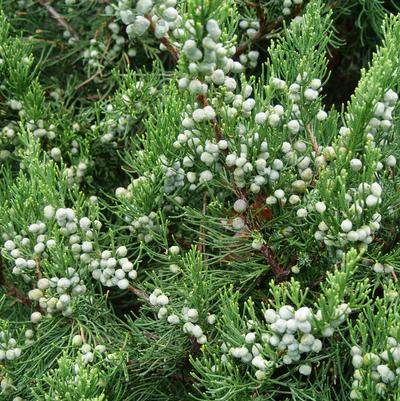 Juniperus chinensis Gin Fizz®