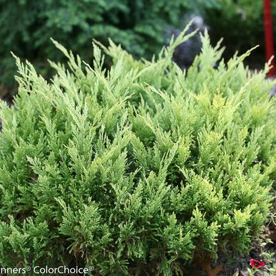 Juniperus horizintalis Good Vibrations® Gold