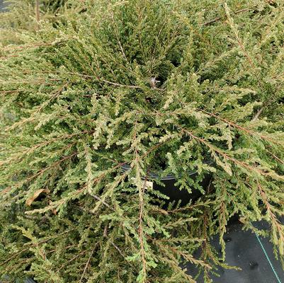 Juniperus communis 'Mondap'